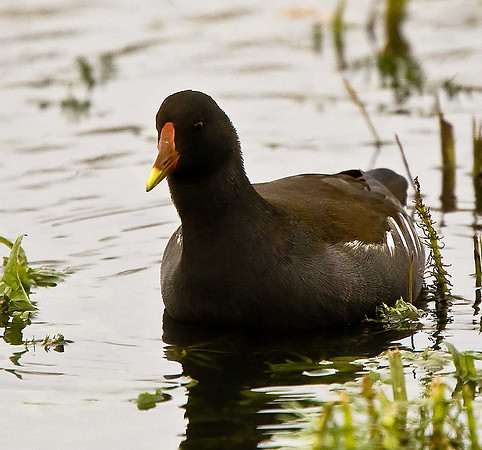 Moorhen