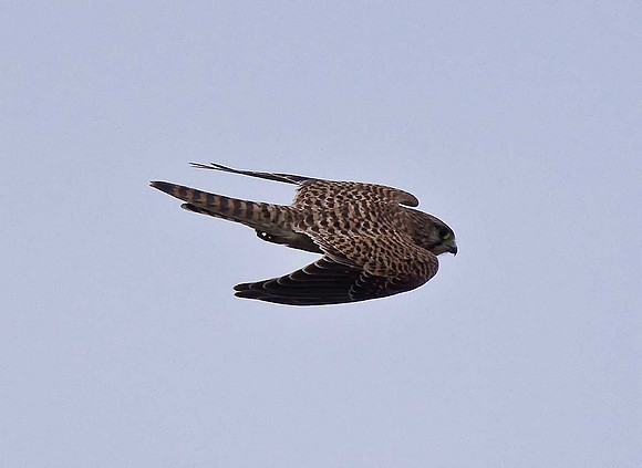 Kestrel