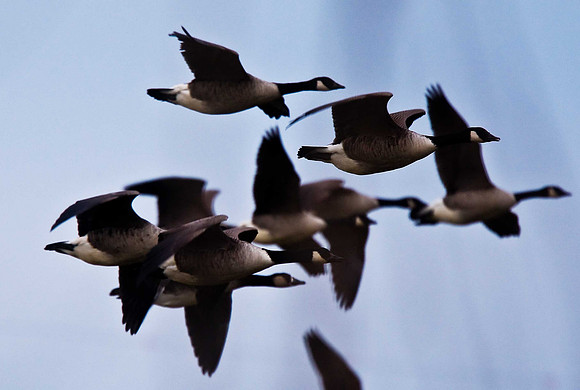 Canada Geese