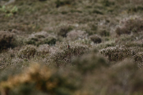 Dartford Warbler