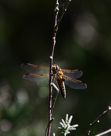 Four spot chaser