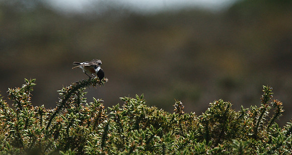 Stonechat