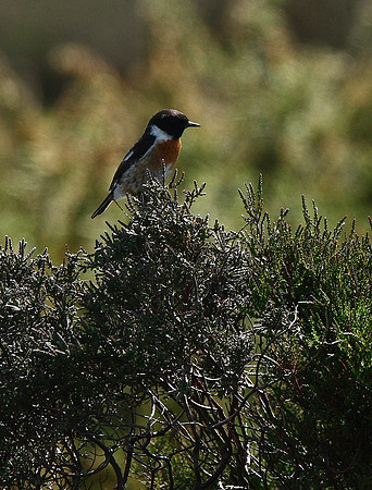 Stonechat