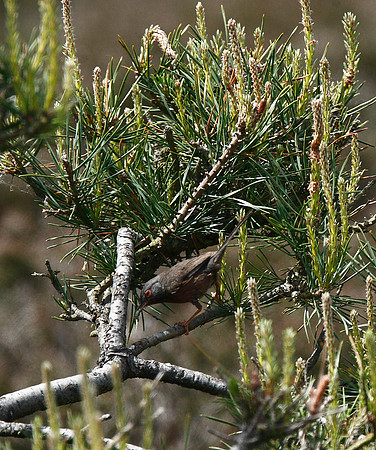 Dartford Warbler