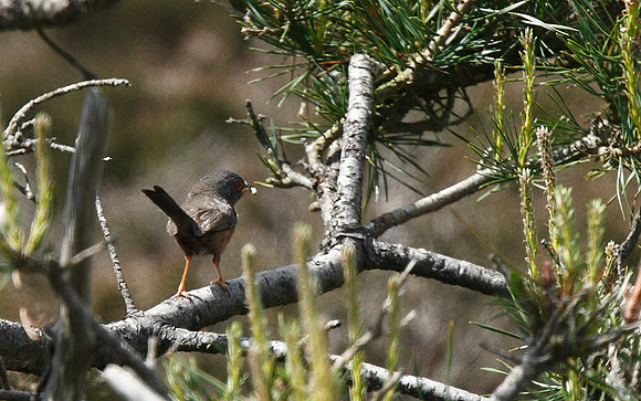 Dartford Warbler