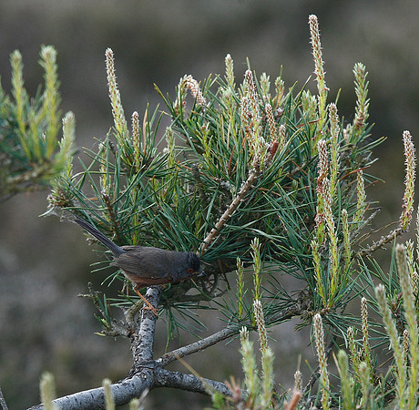 Dartford Warbler