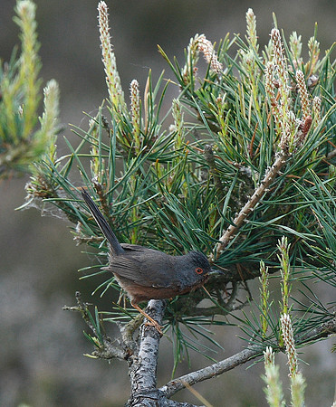 Dartford Warbler
