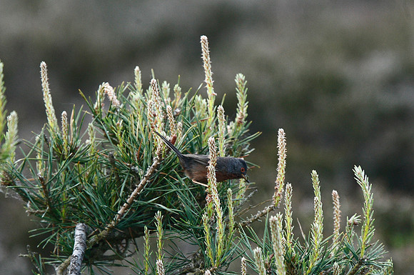 Dartford Warbler