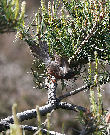 Dartford Warbler