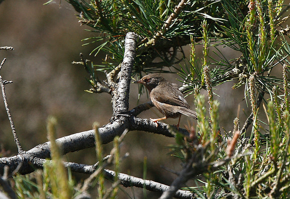 Dartford Warbler