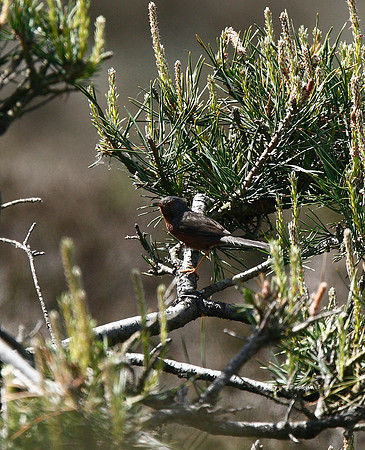 Dartford Warbler