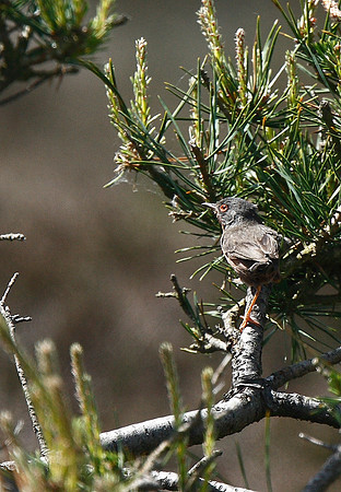 Dartford Warbler