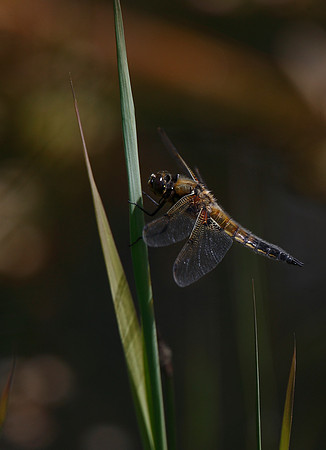 Four spot chaser