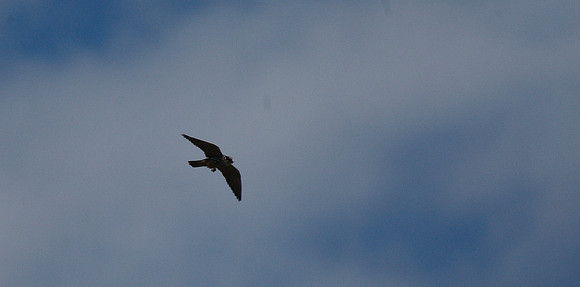 Hobby