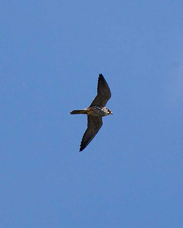 Hobby