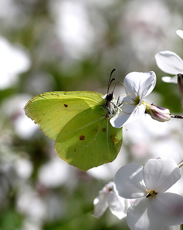 Brimstone