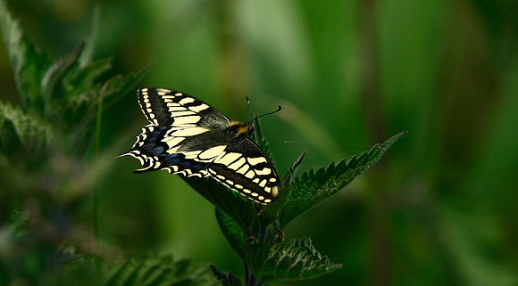 Swallowtail