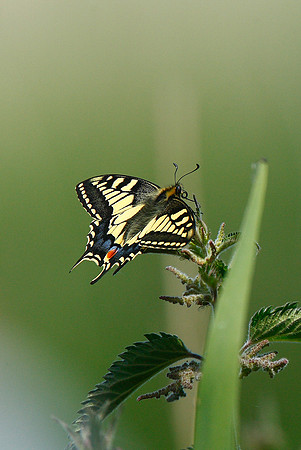 Swallowtail