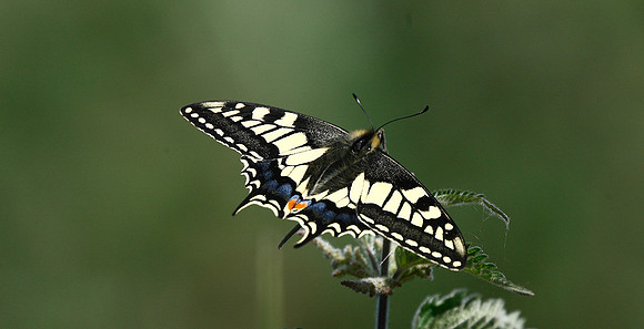 Swallowtail