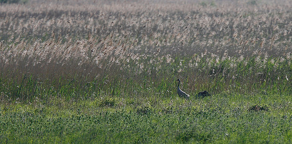 Common Crane