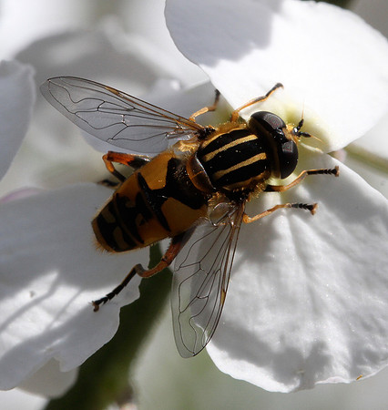Hoverfly?