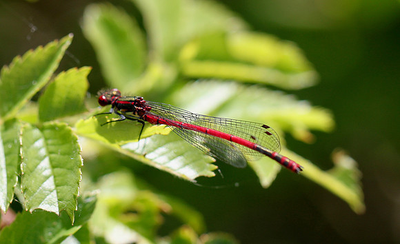 Large Red damselfly