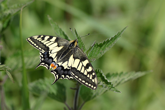 Swallowtail
