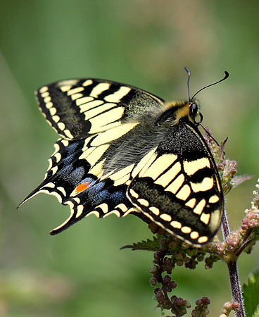 Swallowtail
