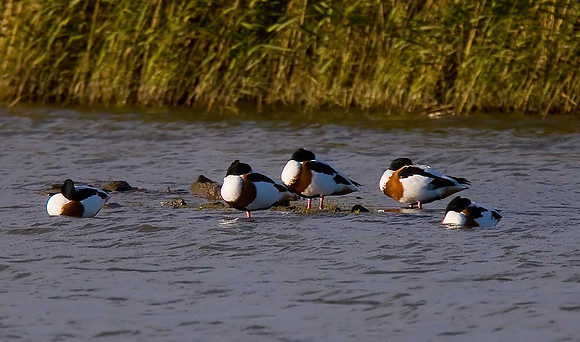 Shelduck