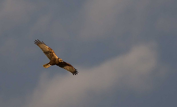 Marsh Harrier