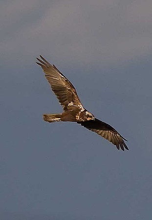 Marsh Harrier