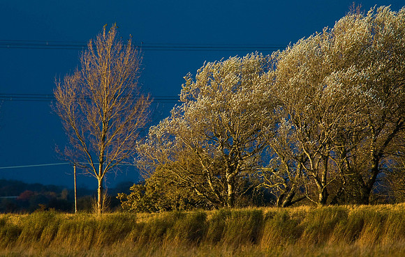 Blacktoft - Marshland