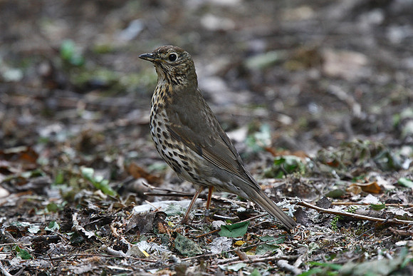 Song Thrush
