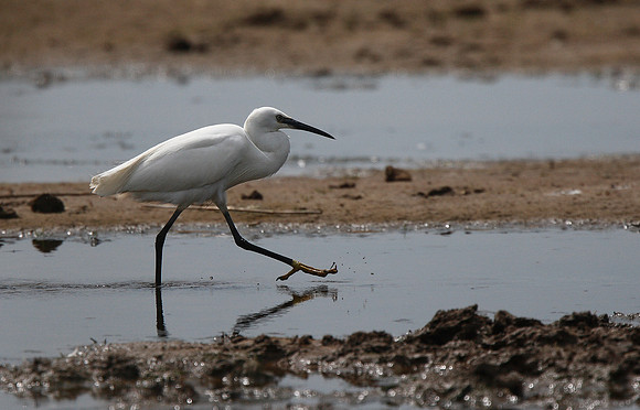 Little Egret