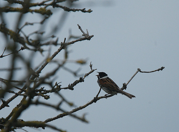 Reed Bunting