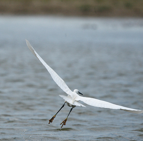 Little Egret