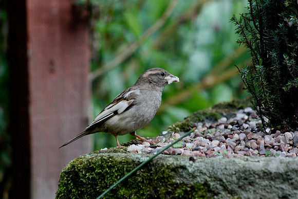 House Sparrow