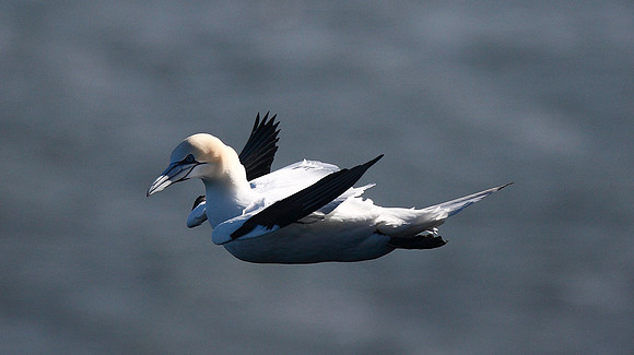 Gannet