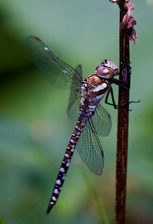 Common Hawker