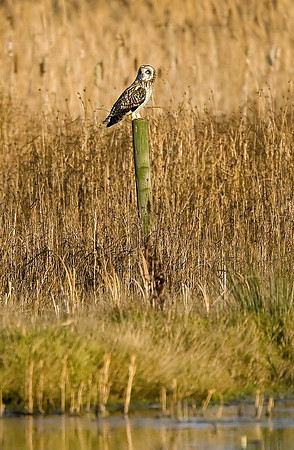 Short-eared Owl