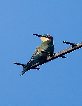Bee-eater