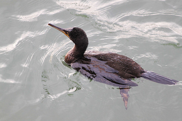Cormorant