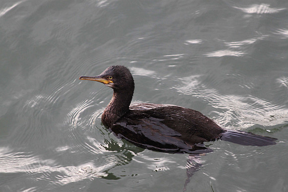 Cormorant