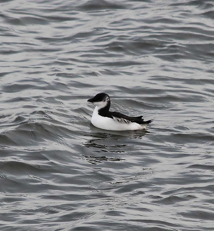 Razorbill