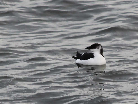 Razorbill