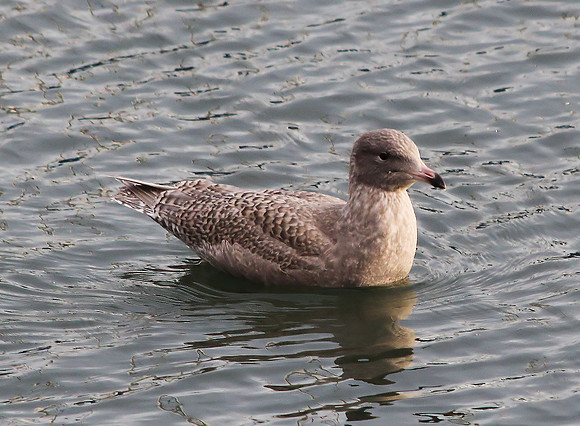 Glaucous Gull