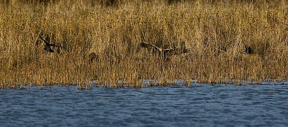 Marsh Harrier