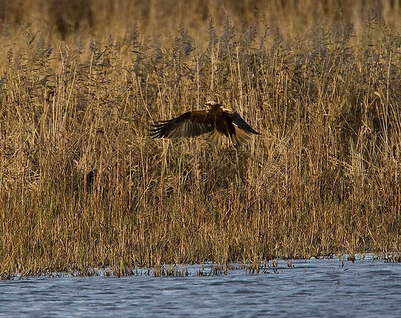 Marsh Harrier