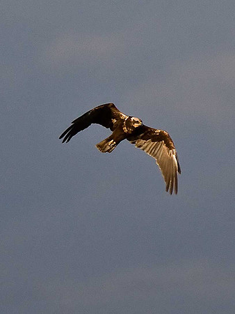 Marsh Harrier