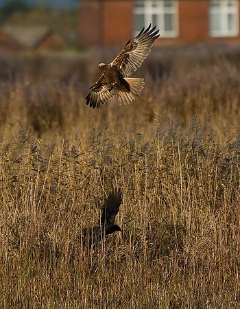 Marsh Harrier